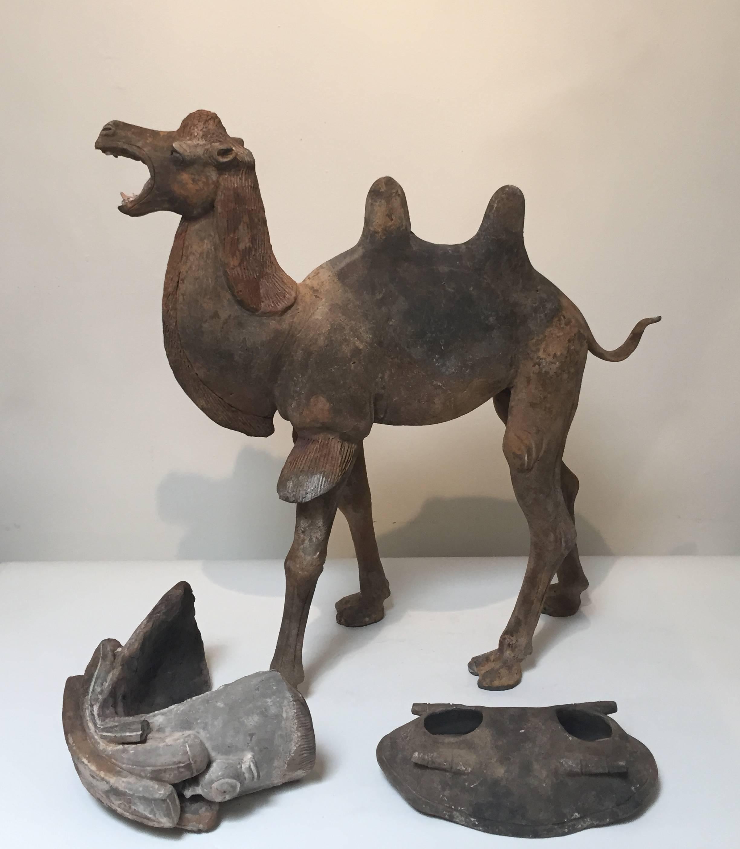 18th Century and Earlier 7th Century Early Tang Dynasty Camel with Two-Piece Saddle For Sale
