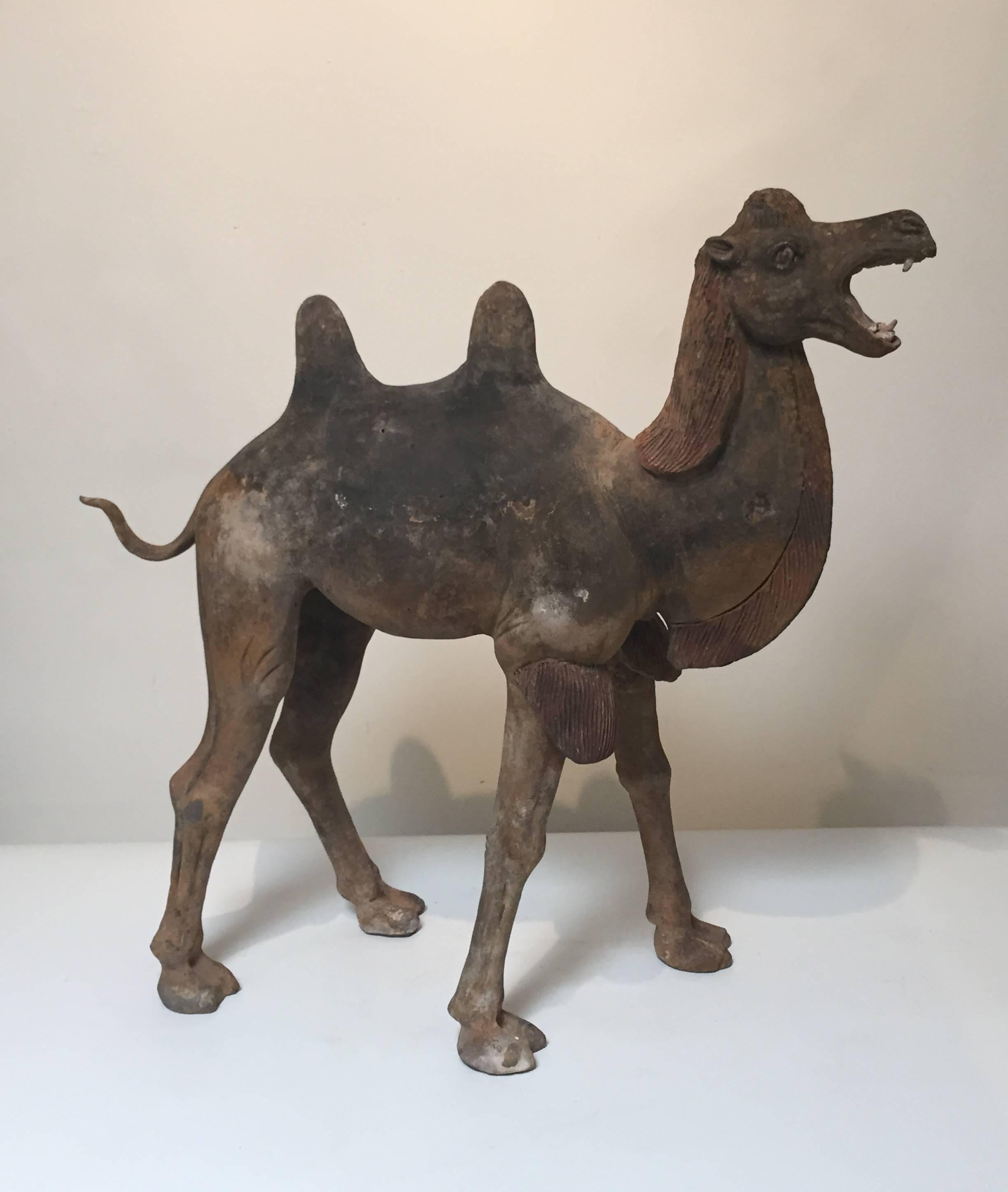 7th Century Early Tang Dynasty Camel with Two-Piece Saddle For Sale 1