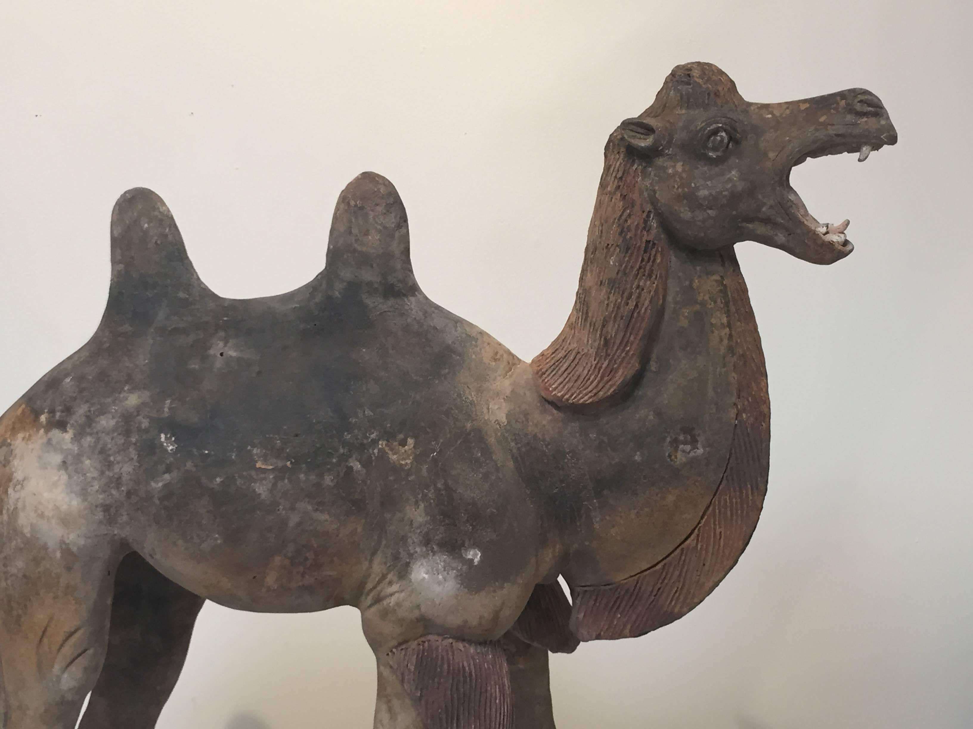 7th Century Early Tang Dynasty Camel with Two-Piece Saddle For Sale 2