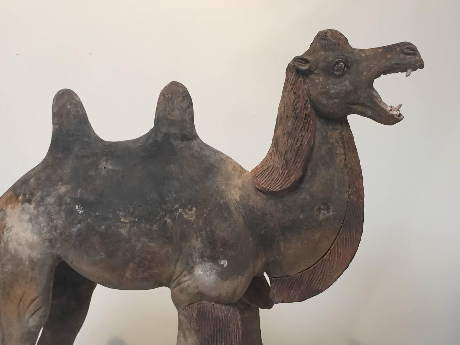 7th Century Early Tang Dynasty Camel with Two-Piece Saddle ...