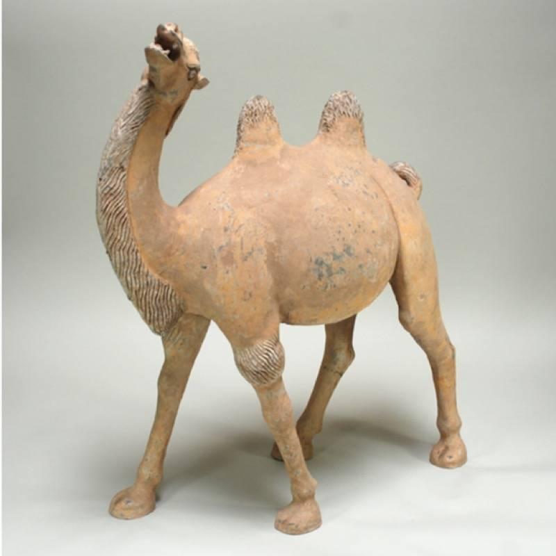 Offered by J R Richards
Large Tang Dynasty Camel (618-907 A.D.) Made of earthenware. This powerful representation of 8th-9th century Chinese craftsmanship realistically captures the true nature of this silk road transport animal.
Standing 36