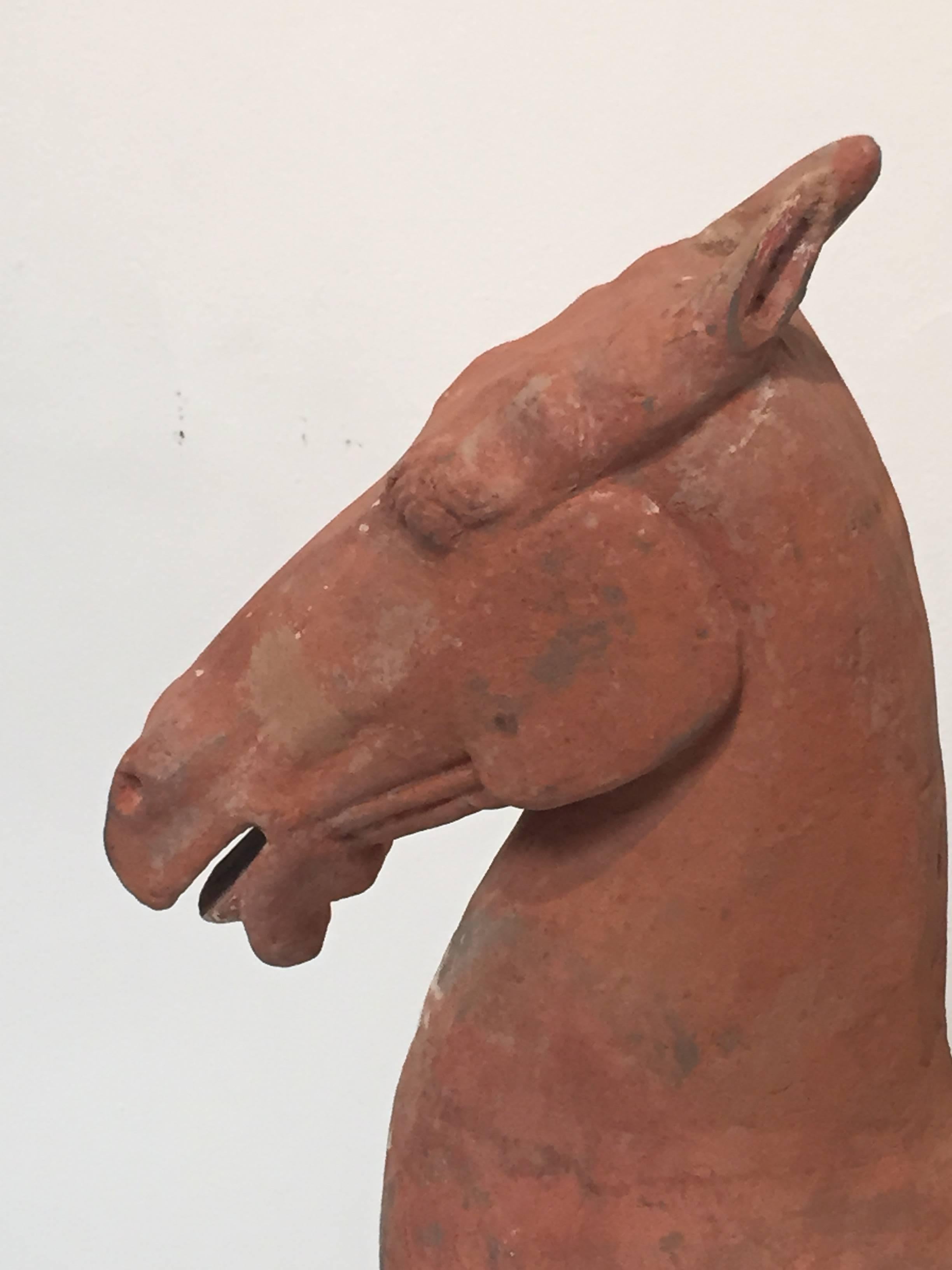 Offered by J R Richards
A Han dynasty (206BC - 220 AD) horse with pigment covering the grey clay body.
Standing foursquare, with mouth slightly open and ears pointed up, this is a Classic early example of Han Craftsmanship.
This ancient sculpture