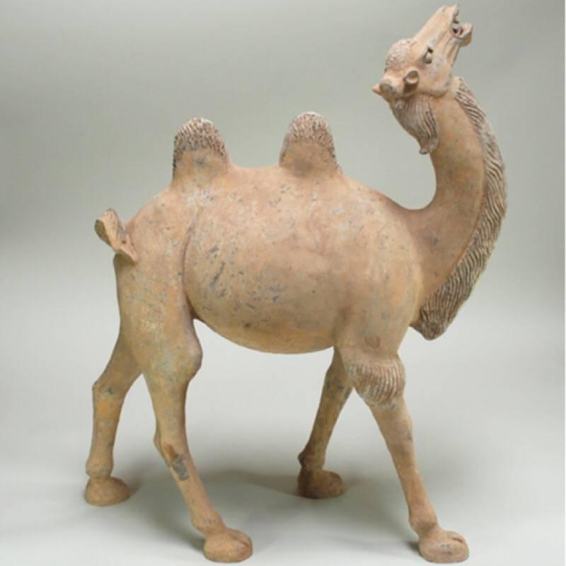 Chinese 8th Century Large Tang Dynasty Camel