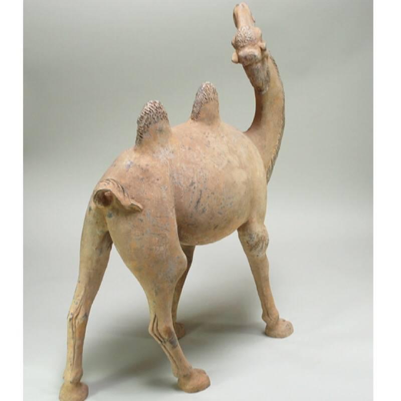 8th Century Large Tang Dynasty Camel In Good Condition In Los Angeles, CA