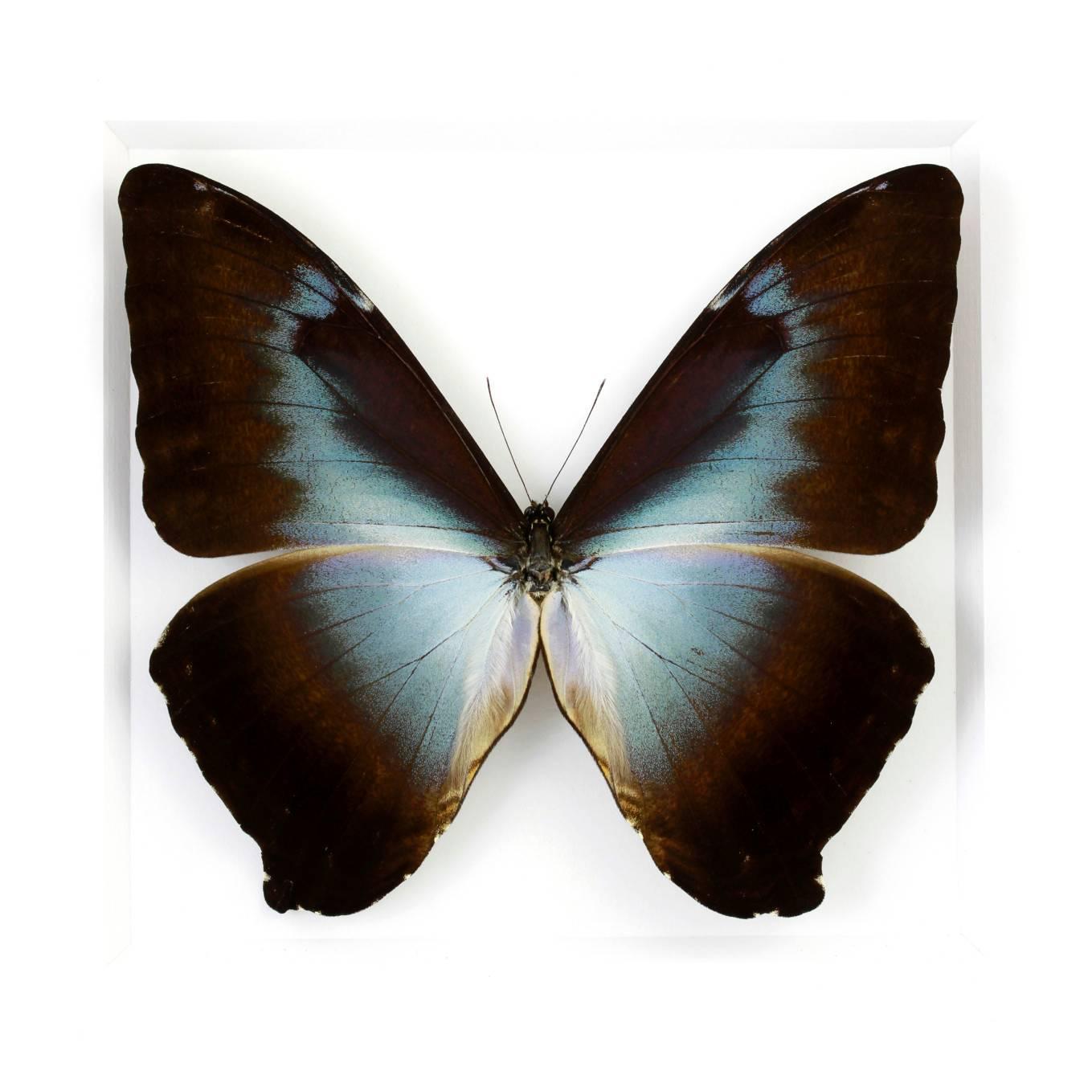 Blue Morpho phanodemus butterfly framed by Christopher Marley.

Note from the artist: 