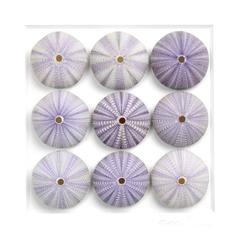 Lilac Urchins Mosaic