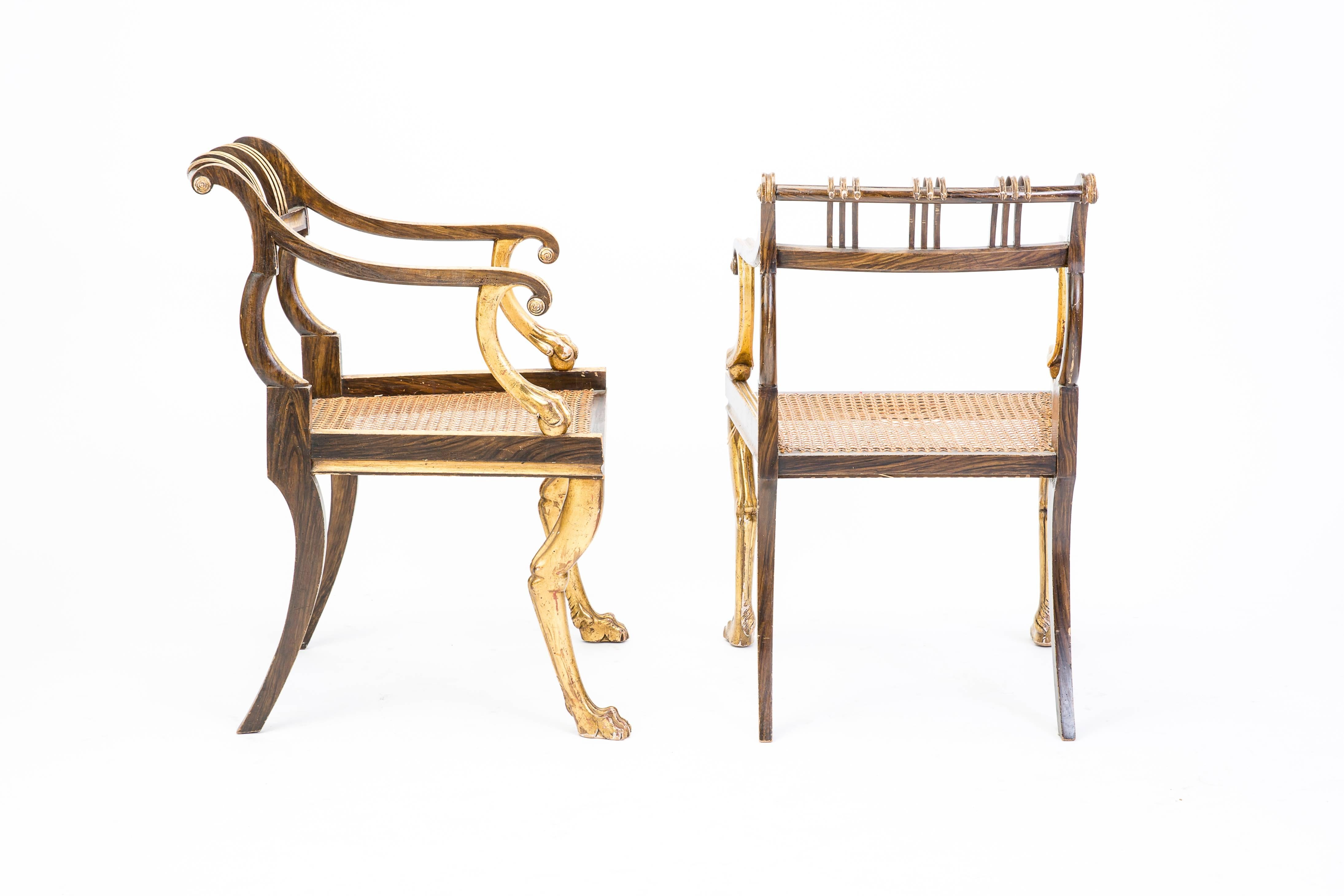Pair of early 19th century Regency style chairs with rosewood and parcel-gilt elbows. Carved bar top rail with moulded vertical back with scroll arms and lion paw's supports. Cane seat on naturalistic legs terminating in paw feet.

Measures: 33