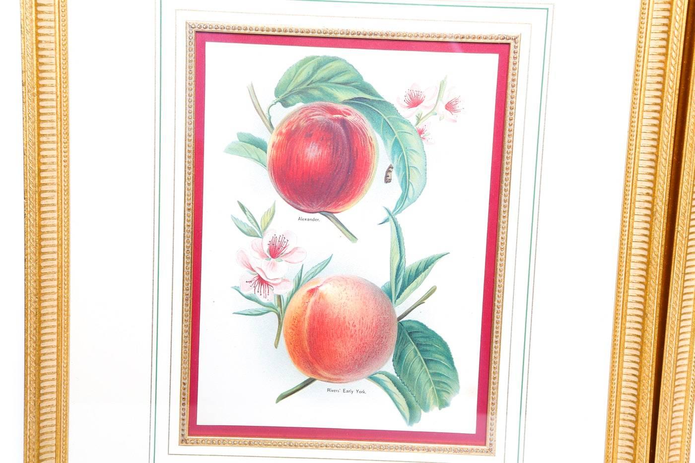 A pair of framed prints of 19th century lithographs, Belgium, circa 1870. The two prints depict five different peaches; the first Alexander and Rivers' Early York and the second Crimson Galande, Royal George and Alexandra Noblesse (Rivers). Each