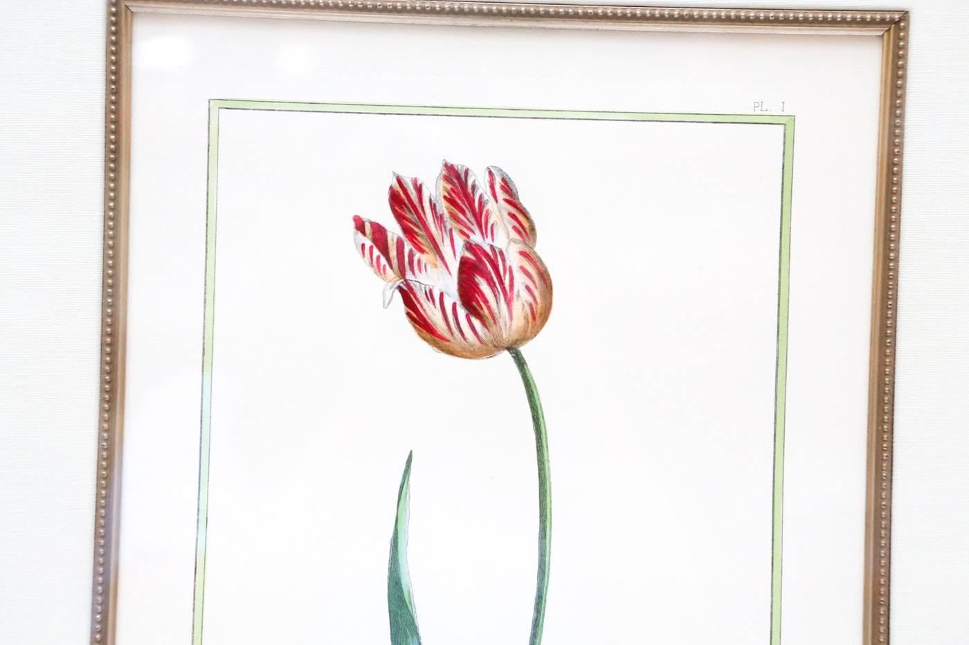 A pair of vintage framed botanical prints of plates. The two plated are title to the centre: La Petite Mignonre, Plate I; and L'Espagnole, Plate III. Each plate depicts a red and white tulip on a green stem with leaves. Both prints are frame in gilt