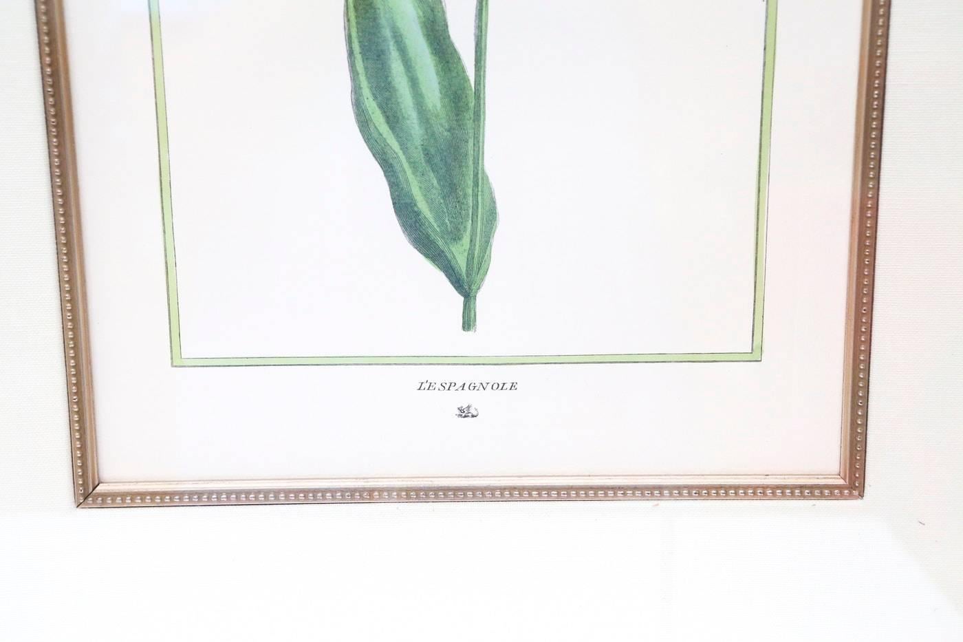 Late 20th Century Pair of Vintage Botanical Prints