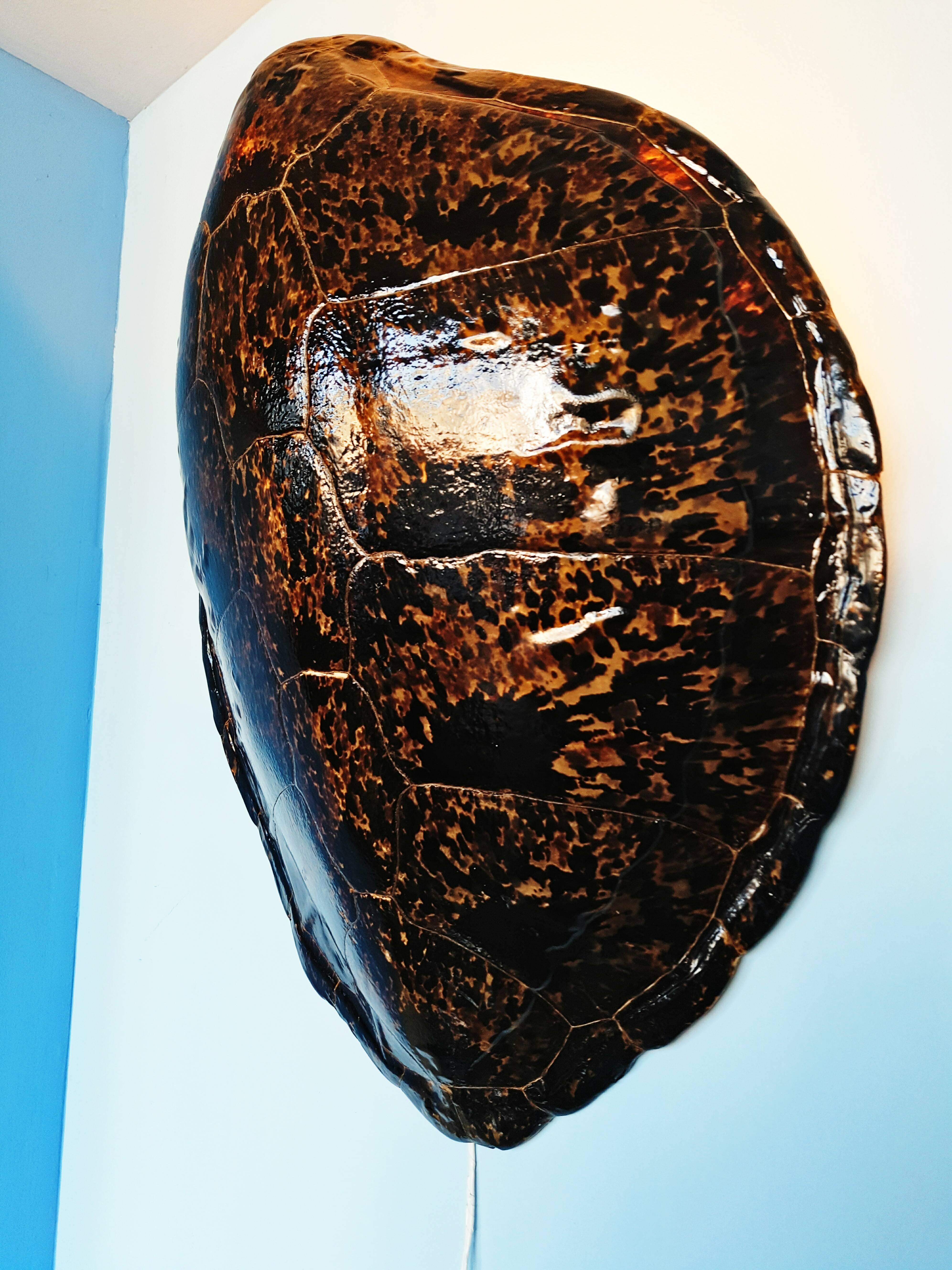 Costa Rican Rare Large Turtle Shell Sconce, circa 1960