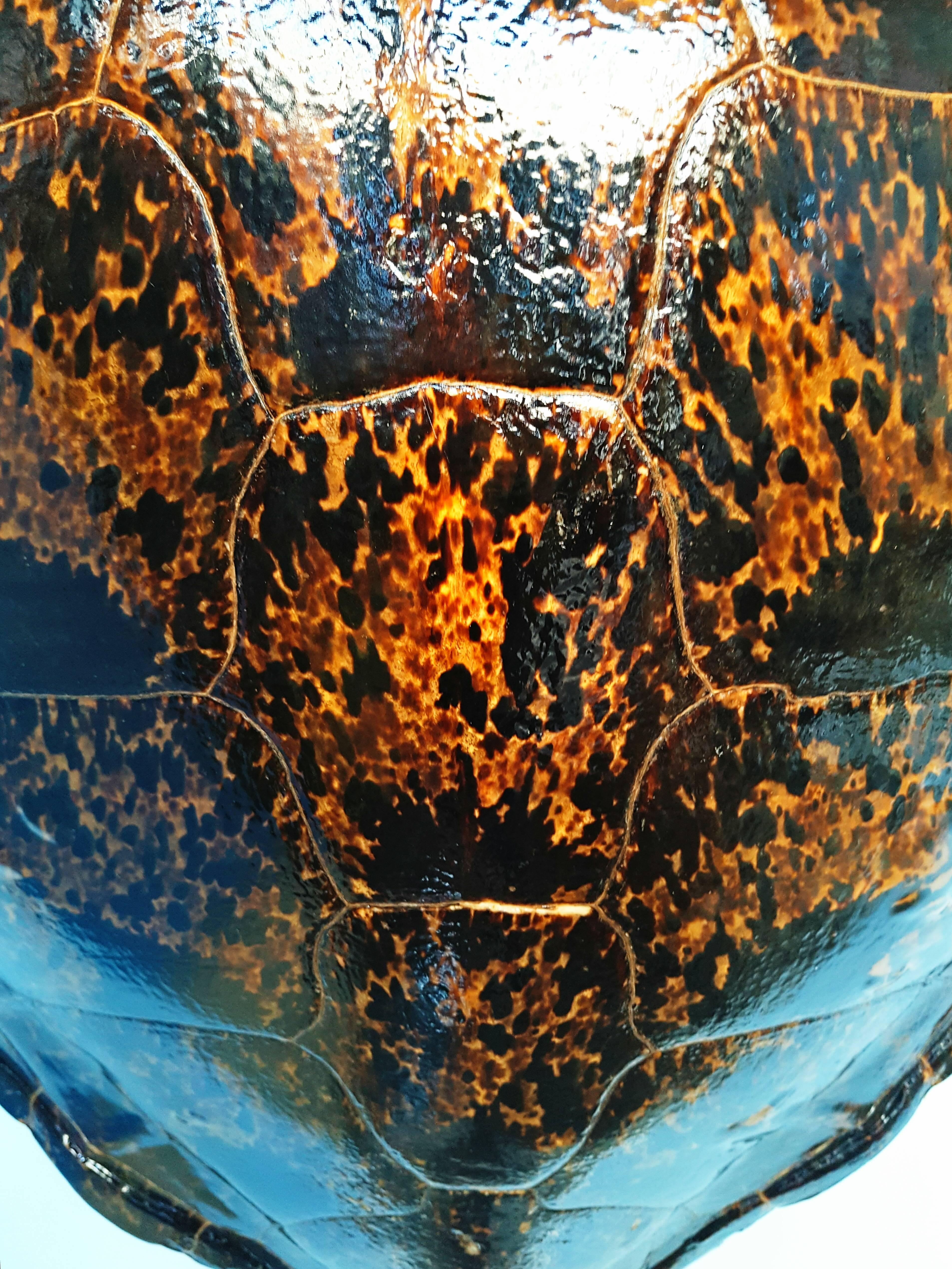 sea turtle shell for sale