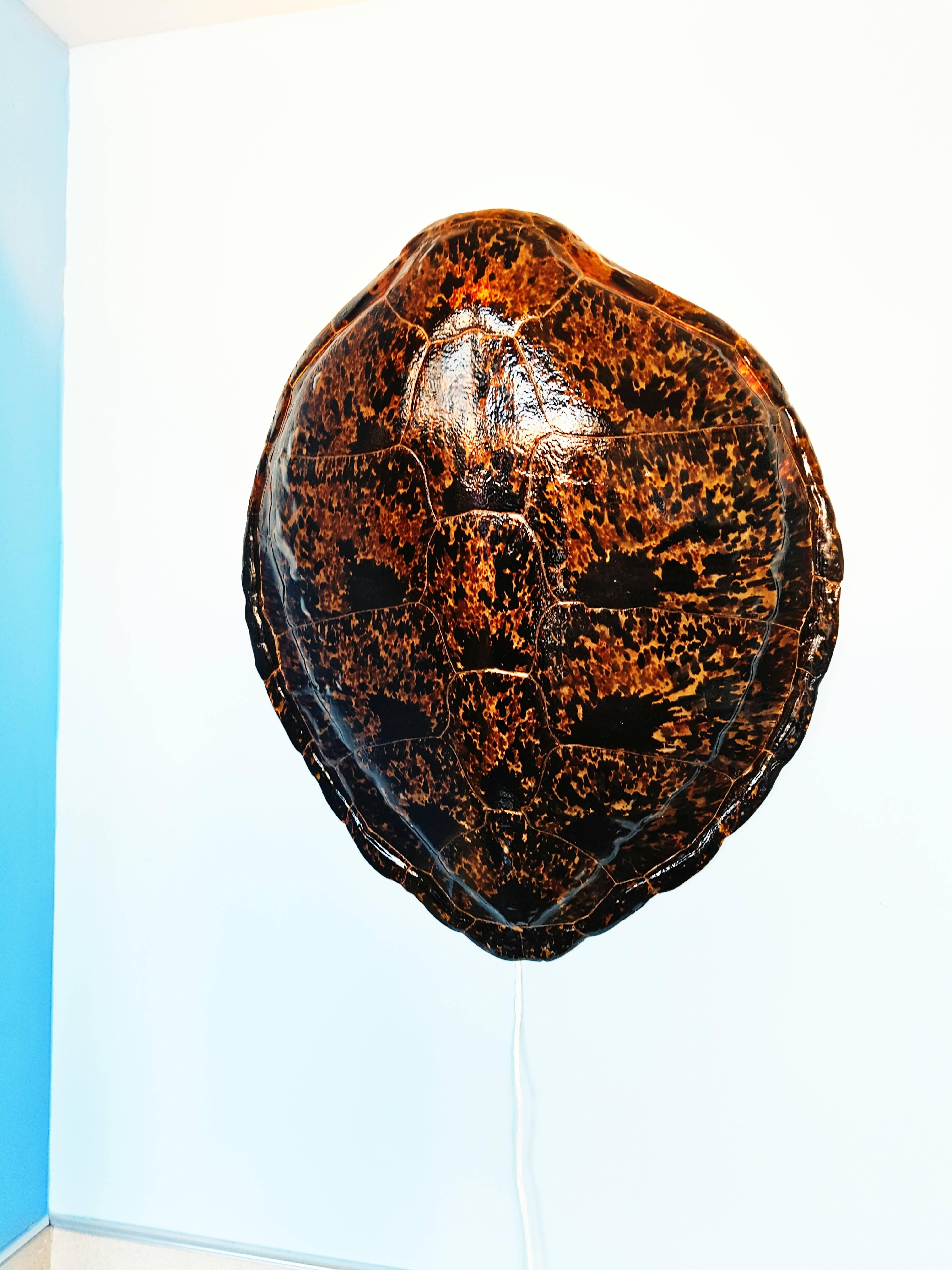 Rare Large Turtle Shell Sconce, circa 1960 1