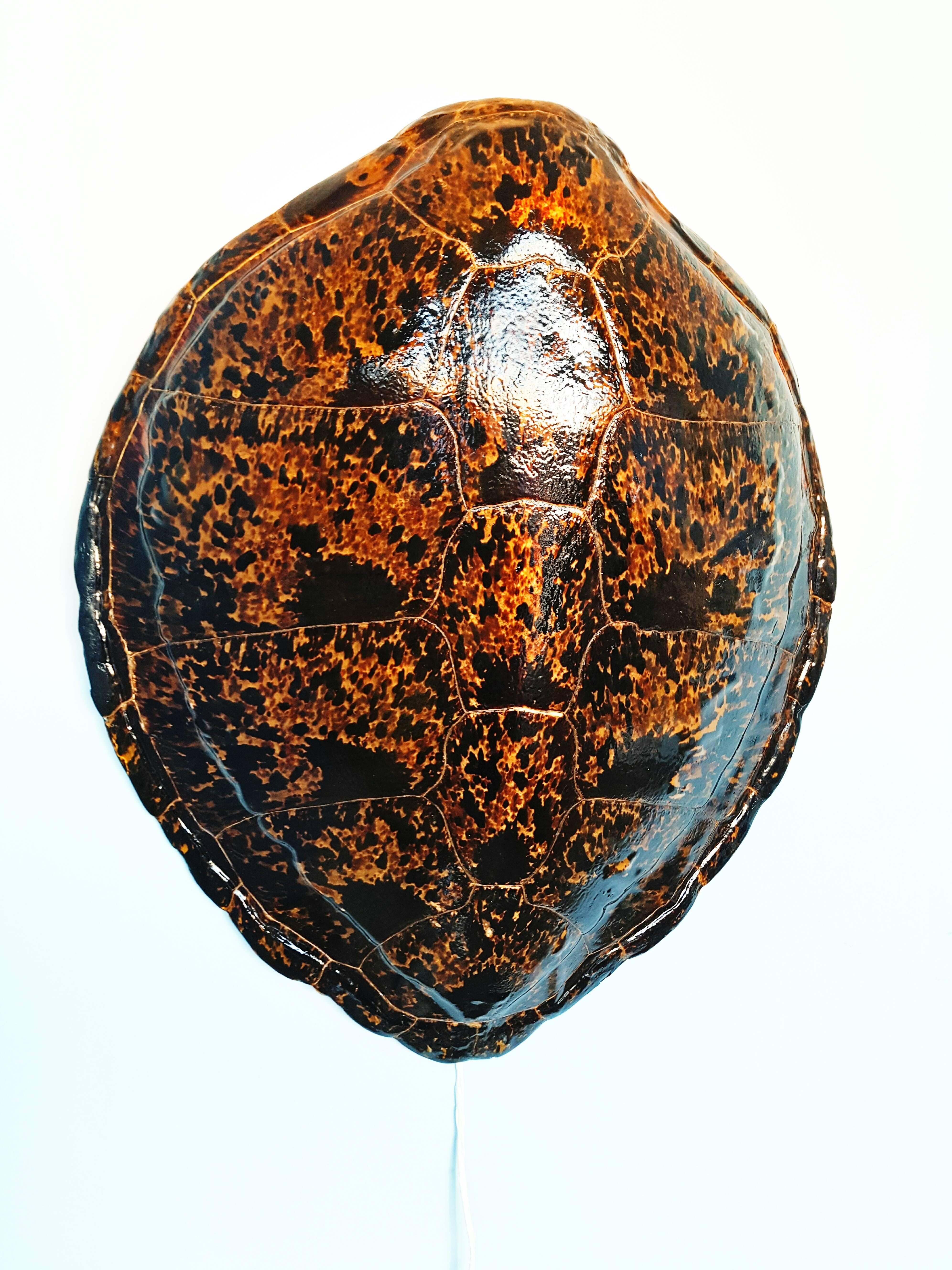 Rare Large Turtle Shell Sconce, circa 1960 2