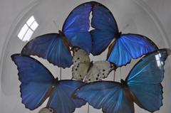 19th Century Glass Dome on Original Ebonized Base with Blue & White Butterflies