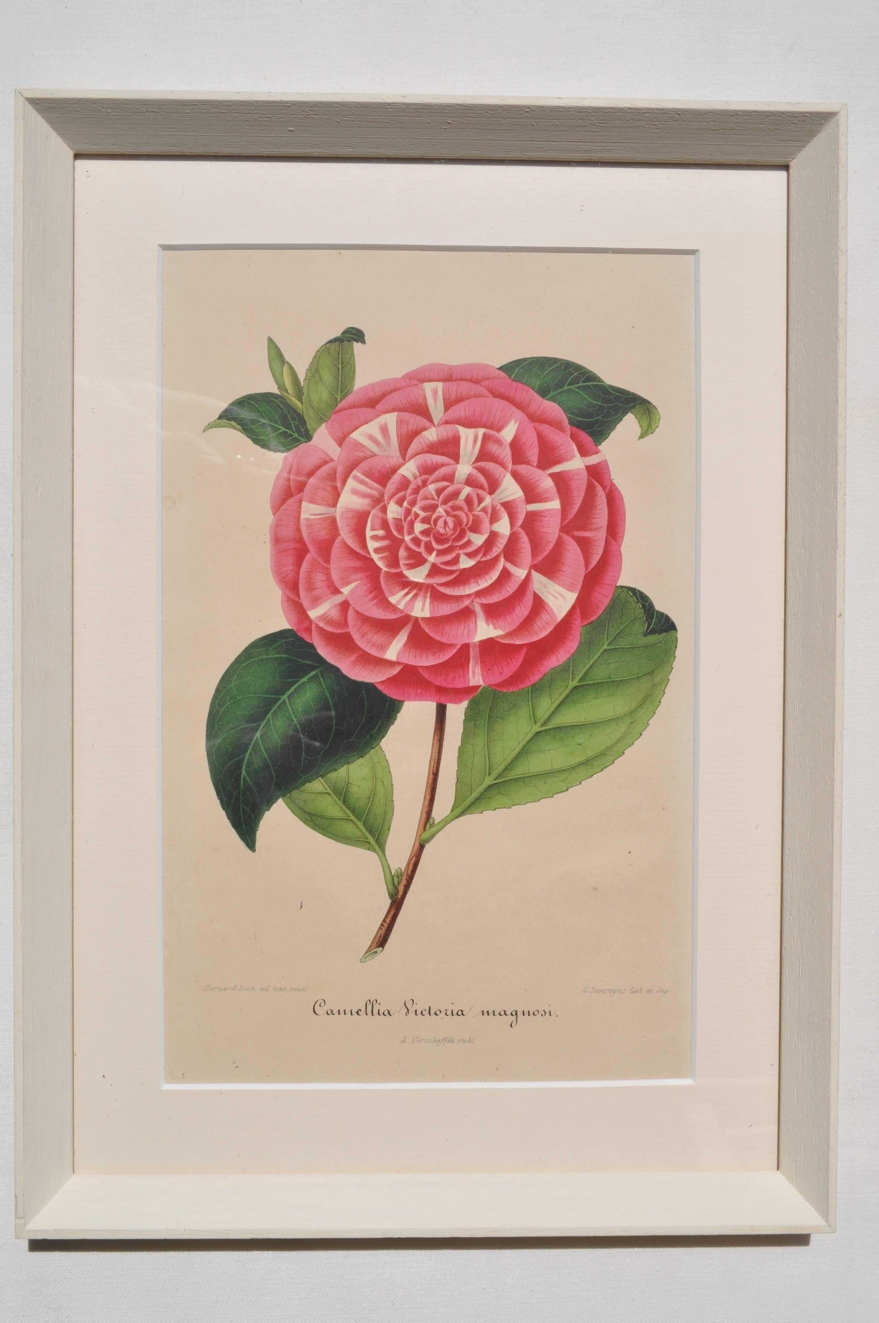 A set of six original colored lithographic engravings from a folio of Camellias published in France in 1854.