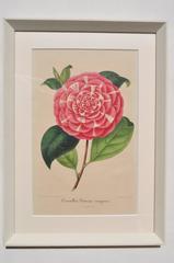 Set of Six 19th Century Original Colored Botanical Engravings of Pink Camellias