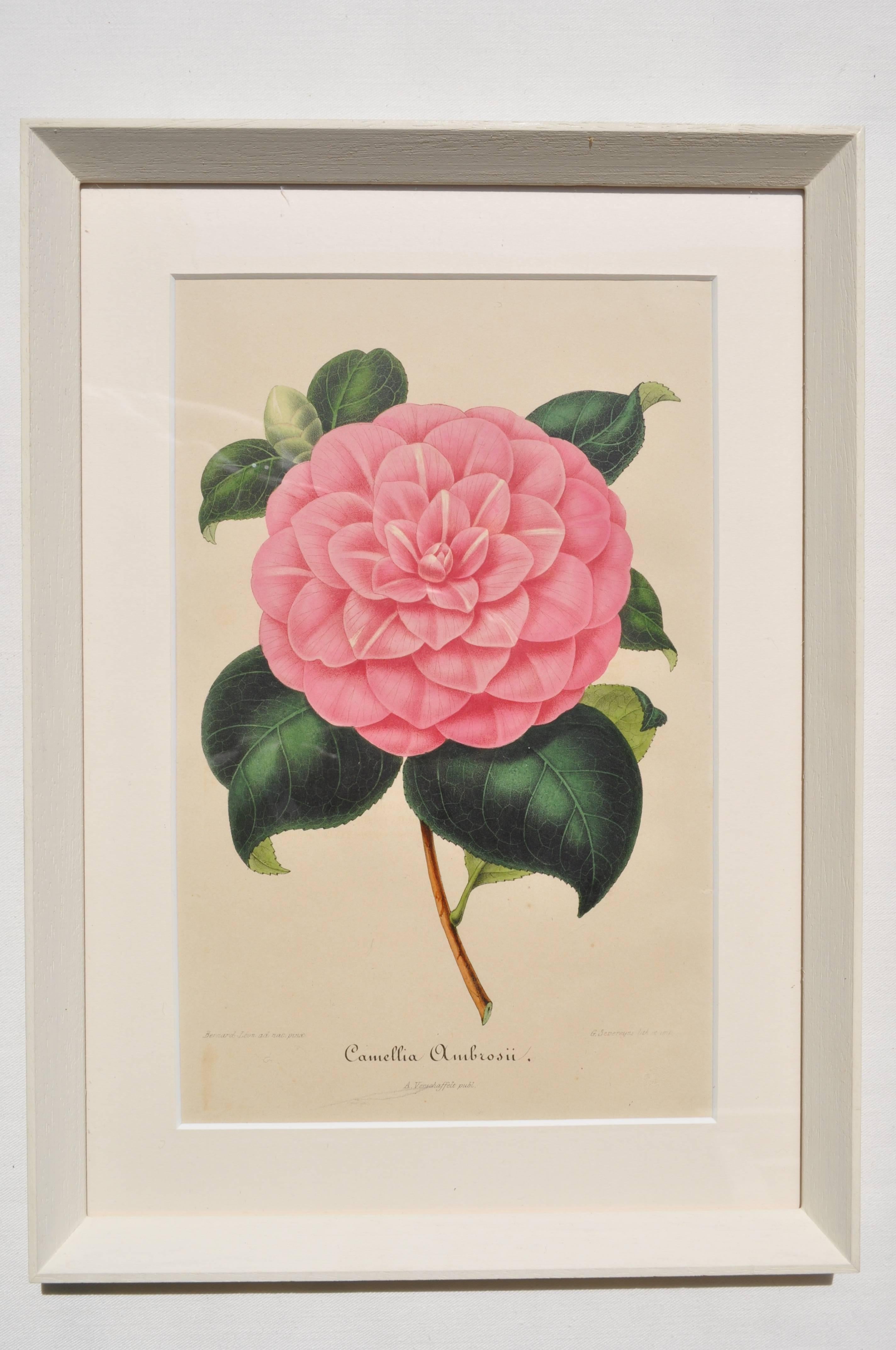 Early Victorian Set of Six 19th Century Original Colored Botanical Engravings of Pink Camellias For Sale