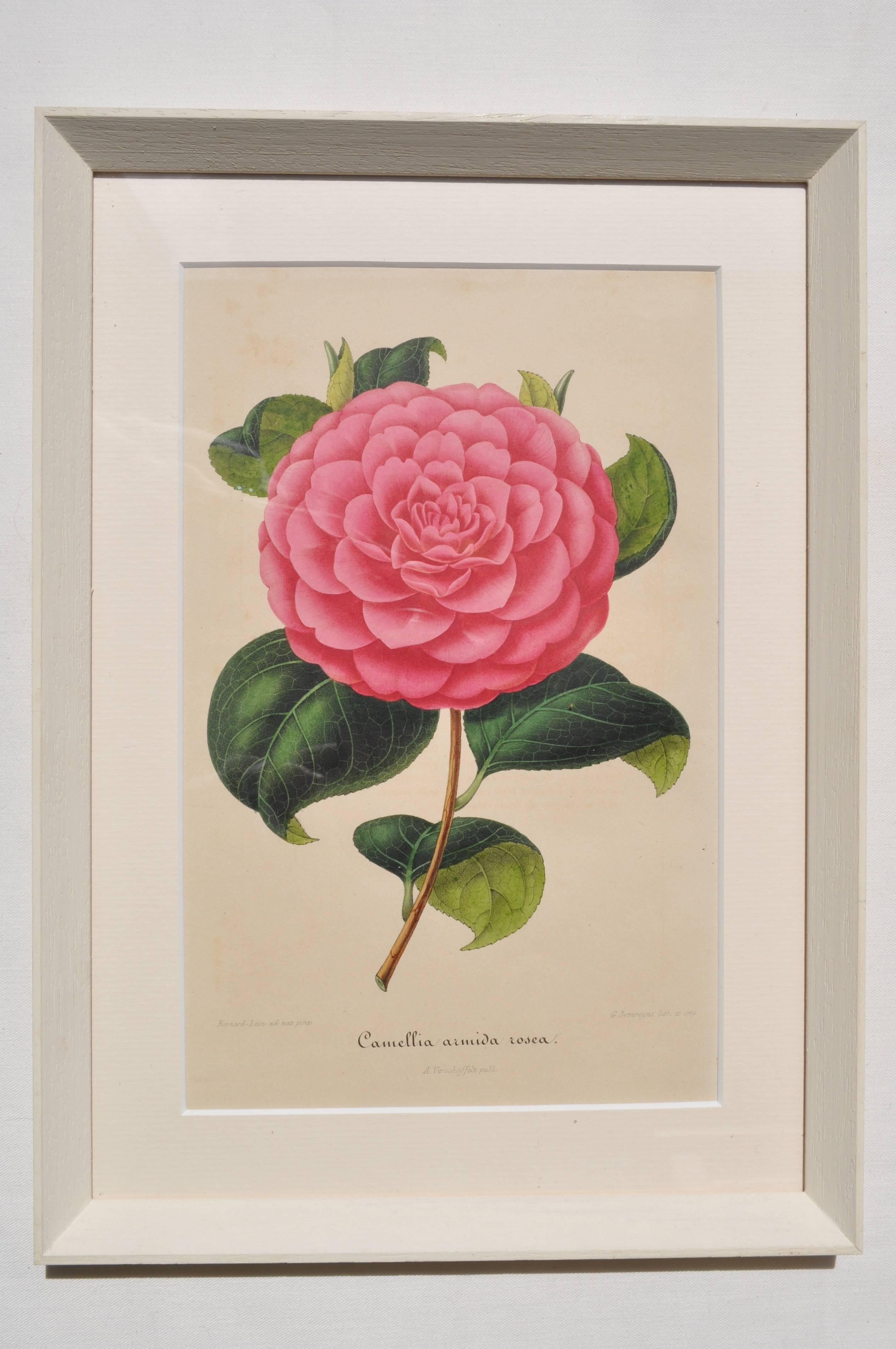 French Set of Six 19th Century Original Colored Botanical Engravings of Pink Camellias For Sale