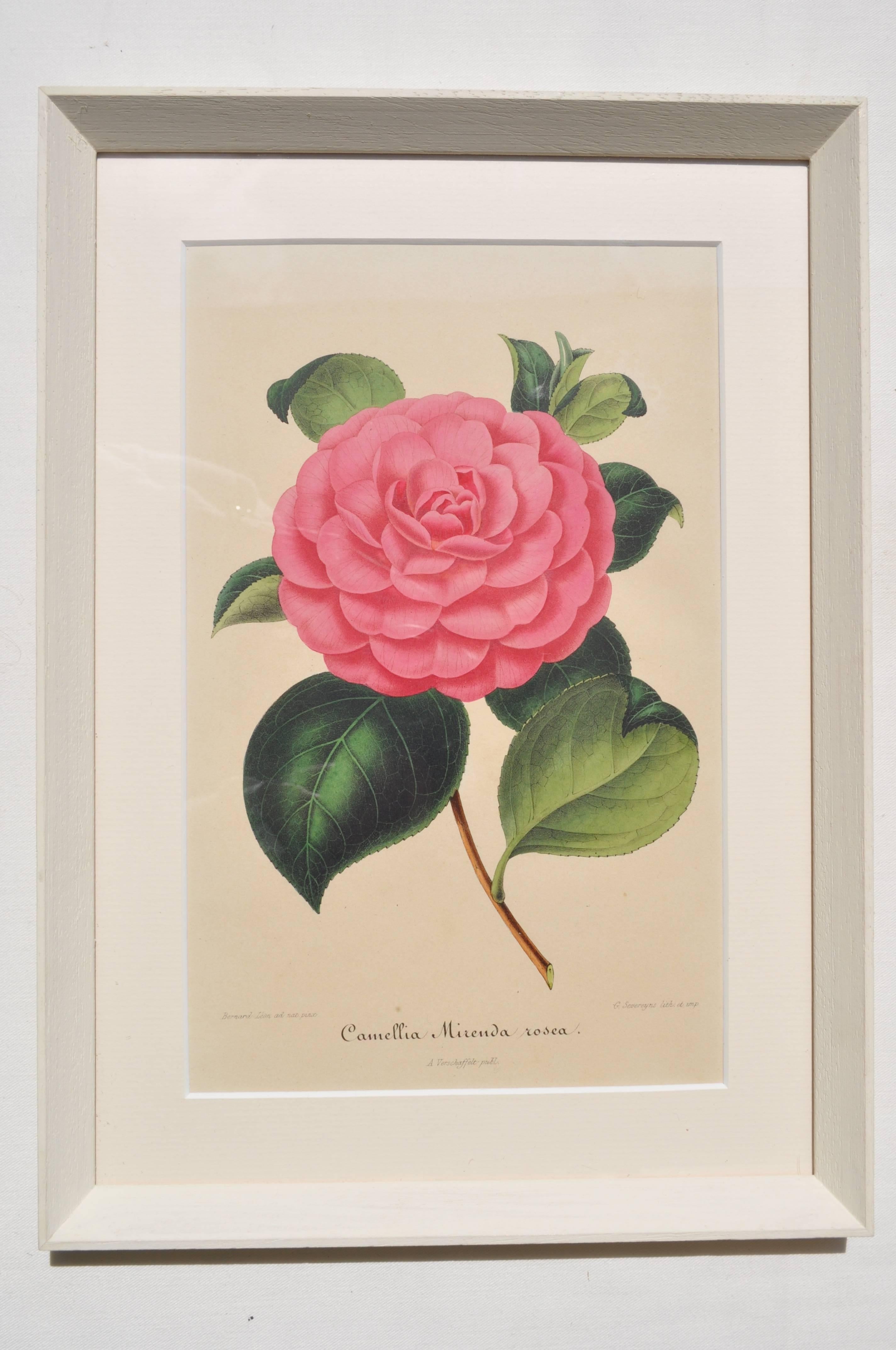 Set of Six 19th Century Original Colored Botanical Engravings of Pink Camellias In Good Condition For Sale In Gloucestershire, UK