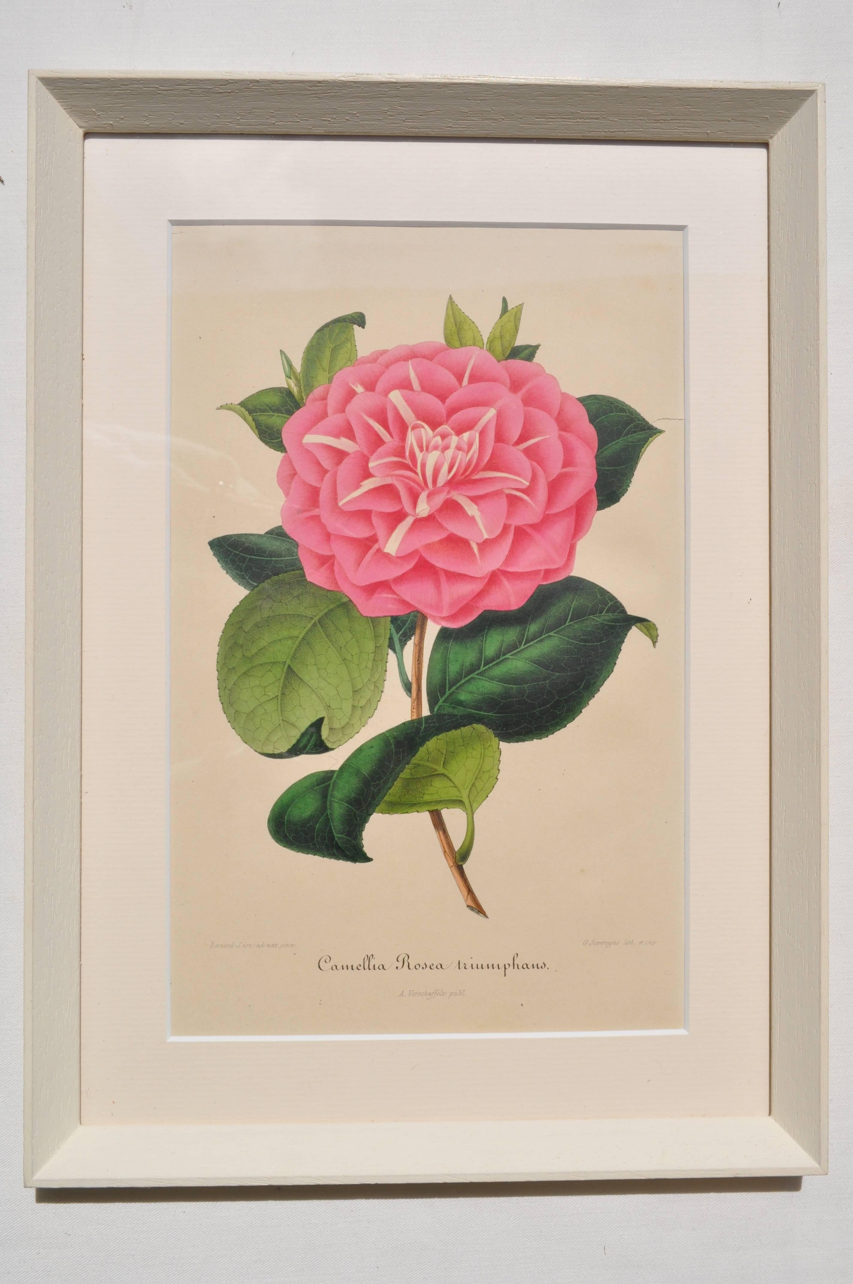 Mid-19th Century Set of Six 19th Century Original Colored Botanical Engravings of Pink Camellias For Sale