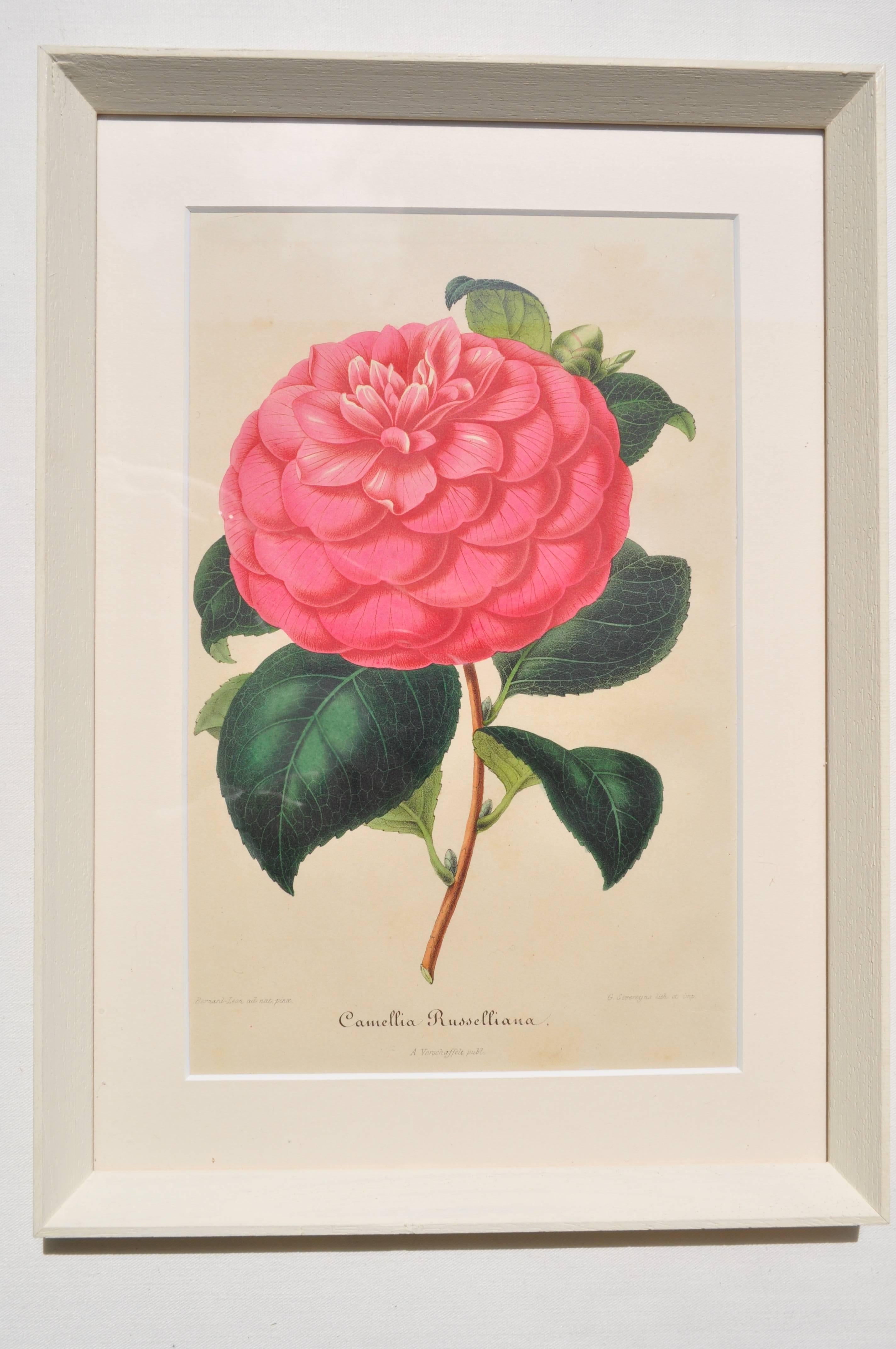 Set of Six 19th Century Original Colored Botanical Engravings of Pink Camellias For Sale 1