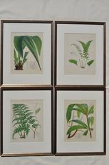 Set of Eight 19th Century Framed Antique Hand Colored Lithographs of Ferns