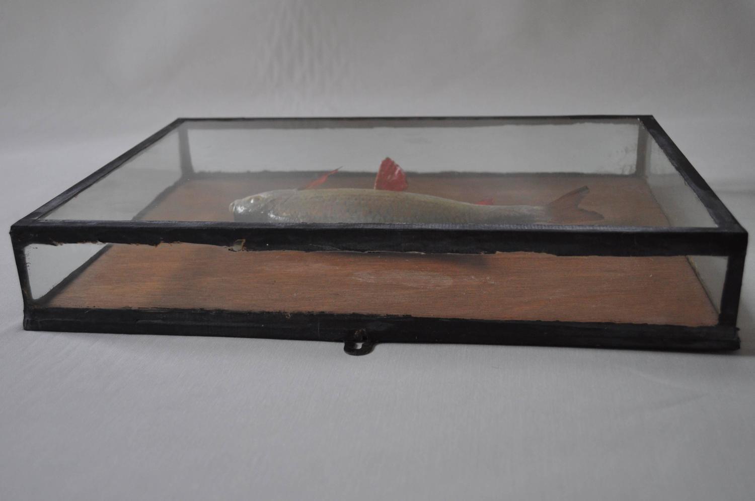 Vintage Taxidermy Fish in Original Wooden Display Case at 1stdibs