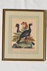 Early 19th Century Hand Colored Engravings of Birds