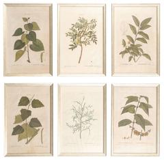 Rare 19th Century Antique Botanical Engravings of Trees and Shrubs