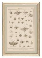 Pair of Antique Copperplate Engravings of Insects and Butterflies, 1779
