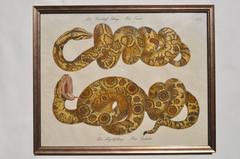 Set of Three Rare Antique Framed Lithographs of Serpents, 1808
