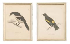 Set of Eight Framed Rare Antique Bird Engravings, 1800s
