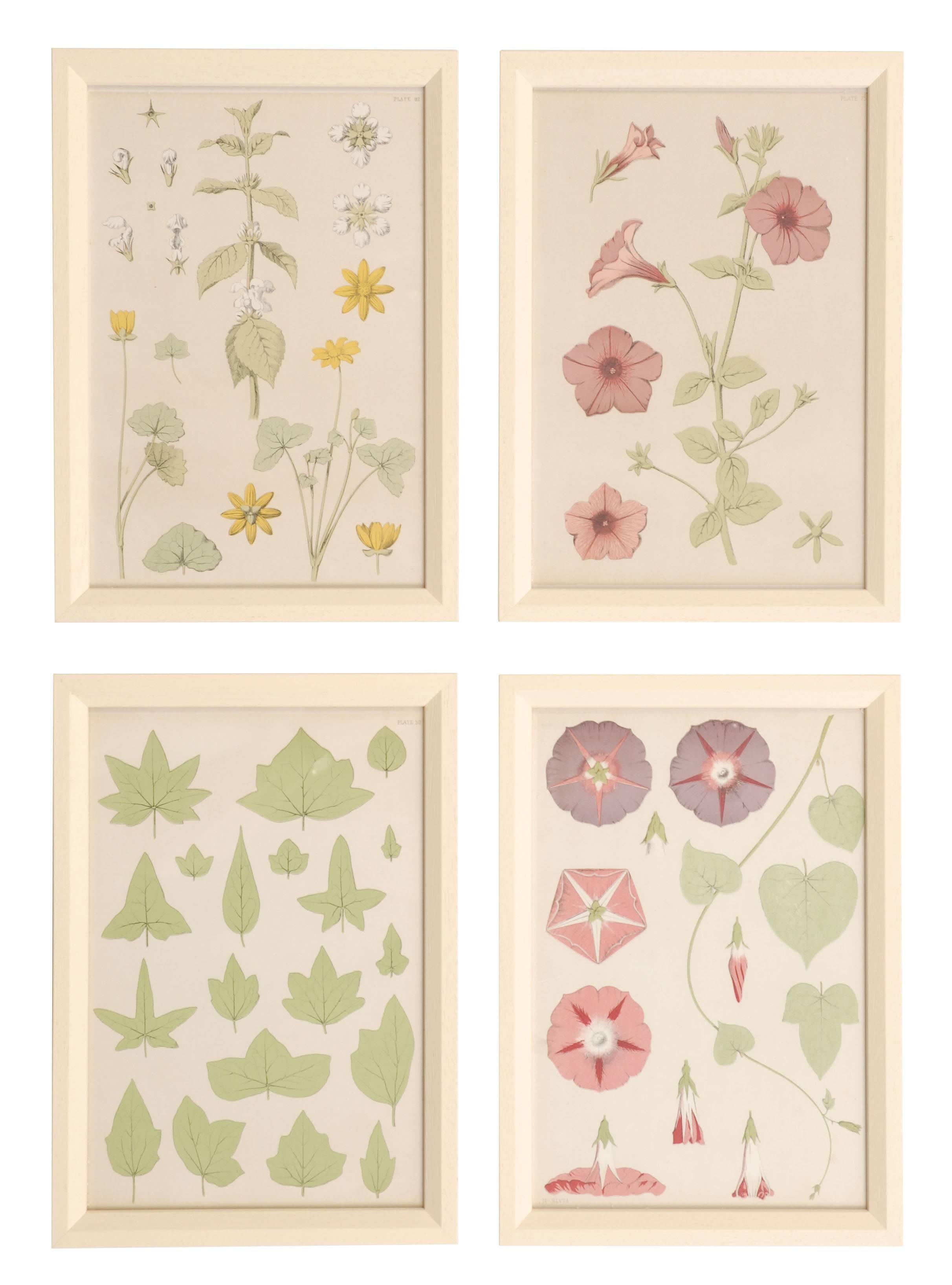 A stunning set of 18 antique original color plates depicting various plant and flower forms. The prints are framed in a cream wood.