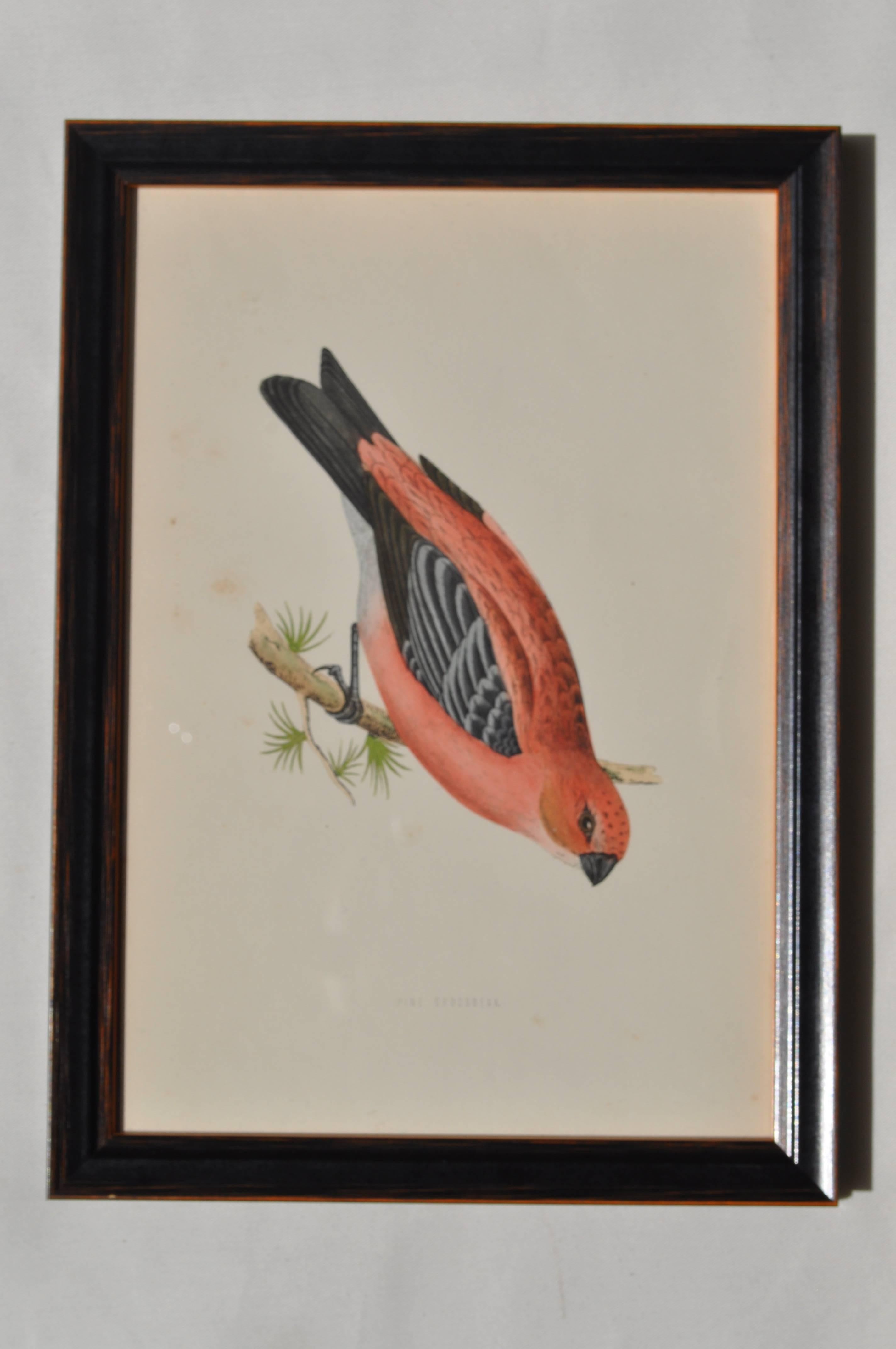 Pretty hand colored engravings of British Birds from 1860. They depict a coral pink 