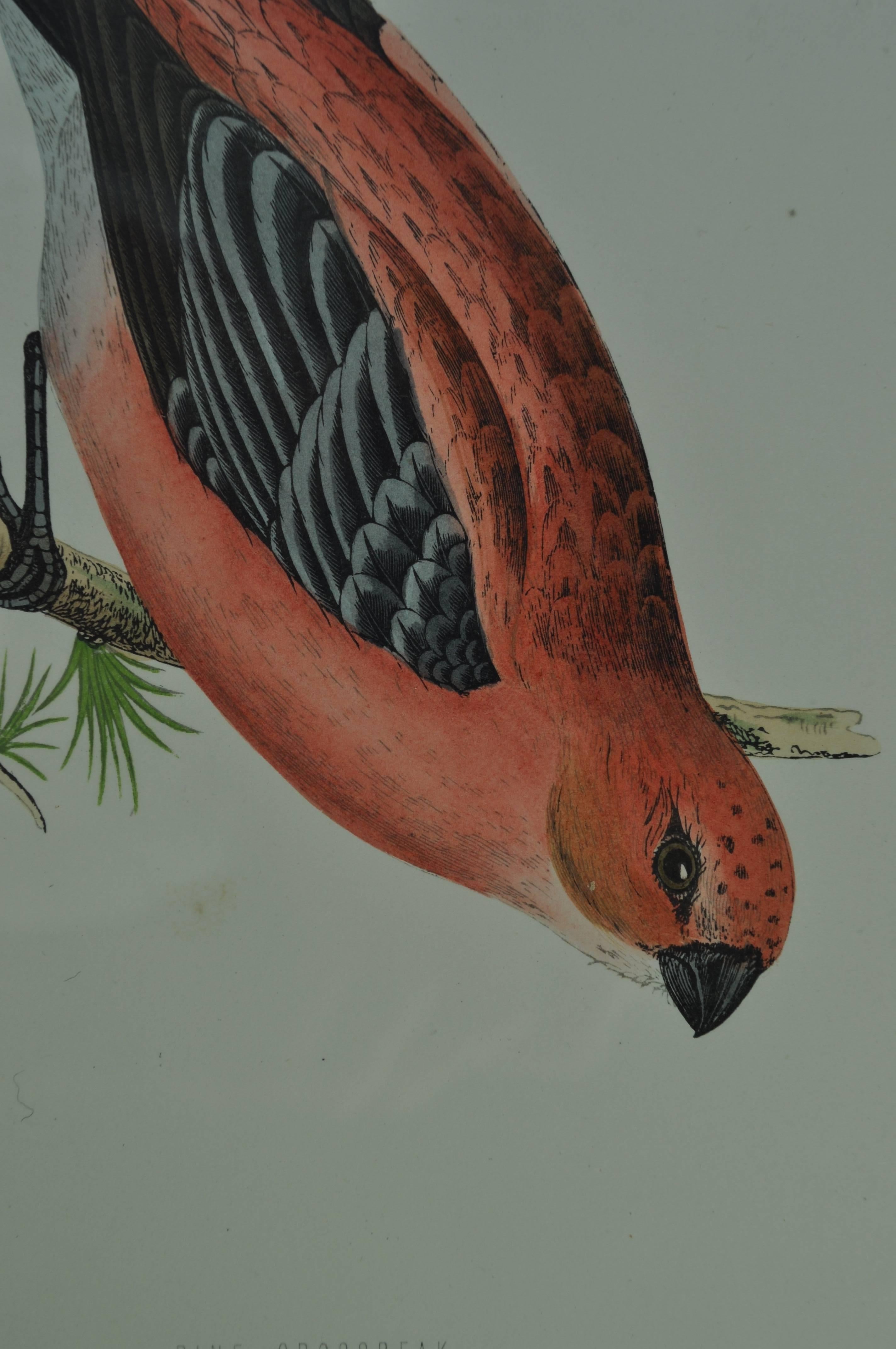 Antique Hand Colored Framed Engravings of Pink British Birds from the 1800s In Good Condition For Sale In Gloucestershire, UK