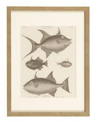 Four Antique 19th Century Framed Natural History Engravings of Fish