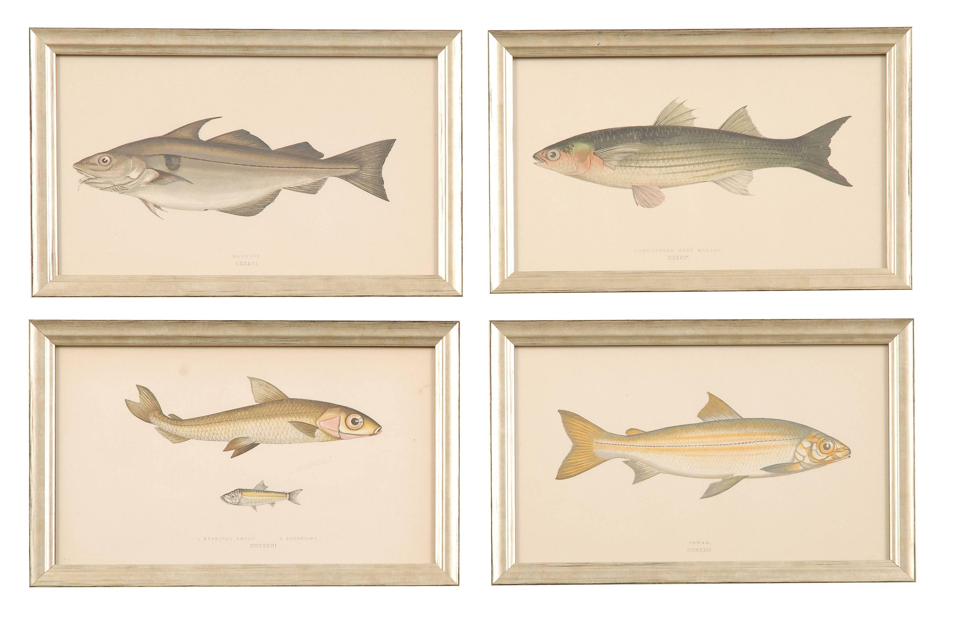 12 antique hand colored woodblock prints of fish from the British Isles. The prints were completed in 1862 and are framed in silver.