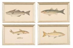 Set of 12 Antique Hand Colored Prints of Fish from the British Isles 1862