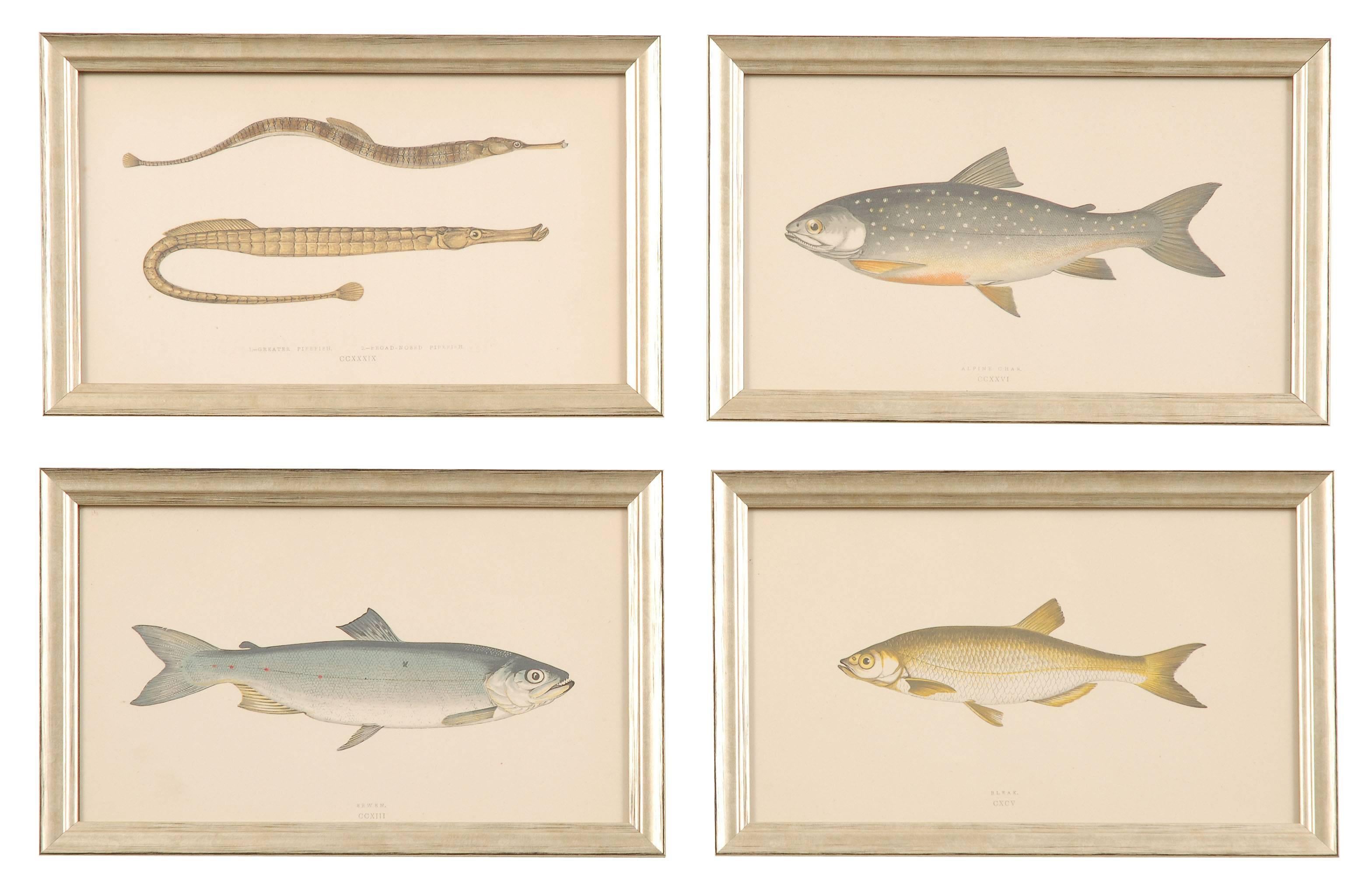 Set of 12 Antique Hand Colored Prints of Fish from the British Isles 1862 In Good Condition For Sale In Gloucestershire, UK