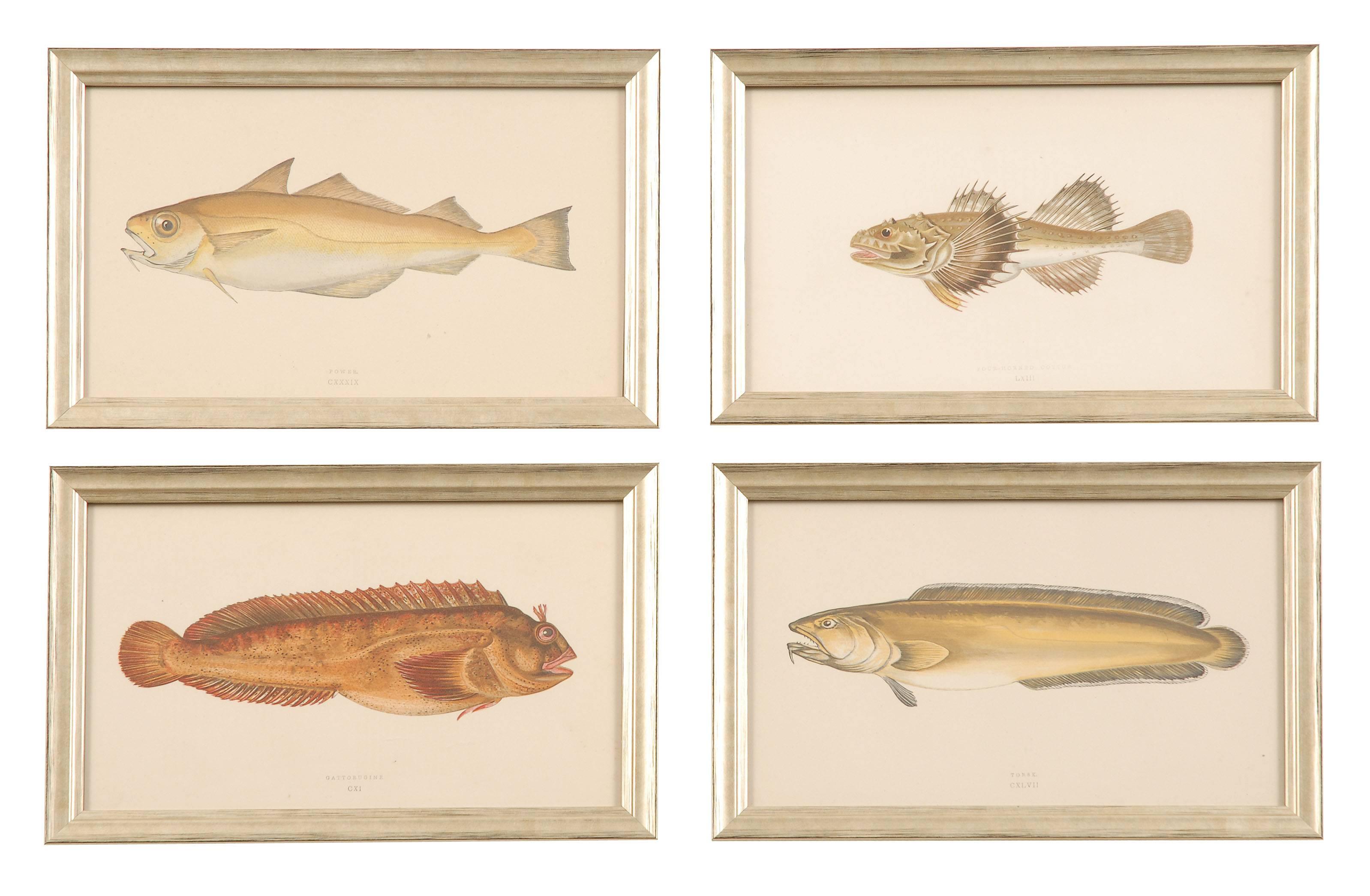 Mid-19th Century Set of 12 Antique Hand Colored Prints of Fish from the British Isles 1862 For Sale