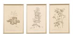 Nine 18th Century Framed Botanical Engravings