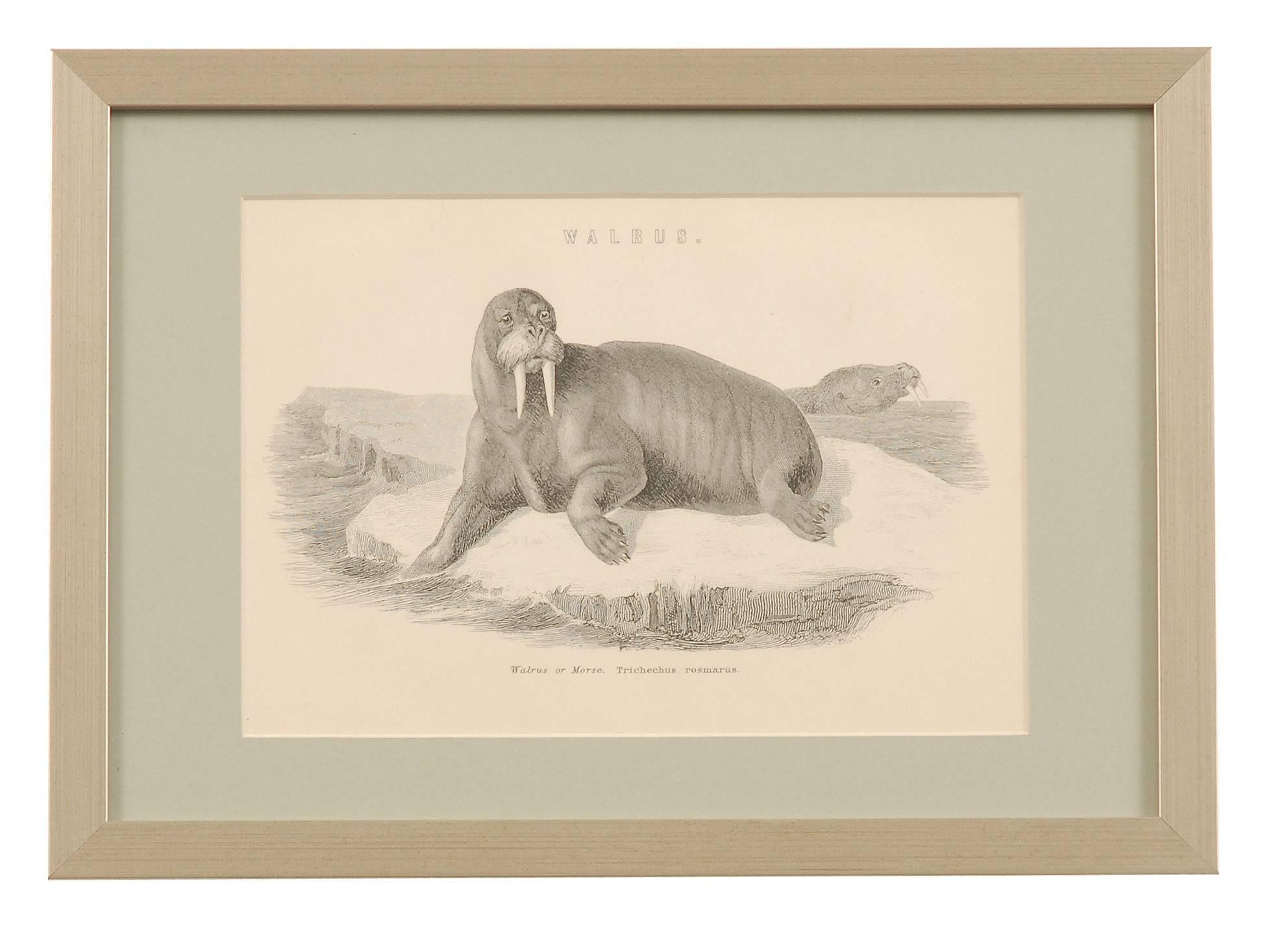 A lovely set of four framed Natural History Animal engravings from 1885. The prints were from the National Encyclopedia published in 1885. This was a high end publication, so all the lithographs and engravings are highly detailed and well printed.