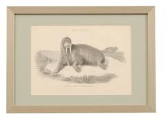 19th Century Framed Antique Engravings of Natural History Animals