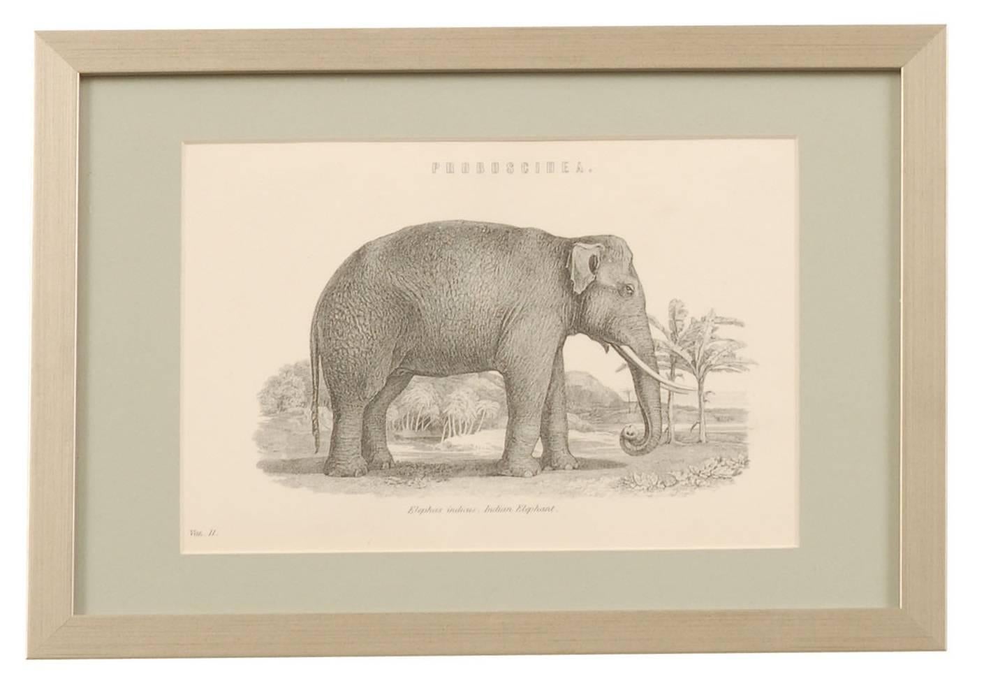 19th Century Framed Antique Engravings of Natural History Animals For Sale 1