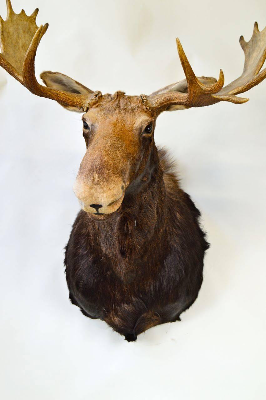 Trophée vintage en forme de tête d'élan du Canada, en parfait état.
 