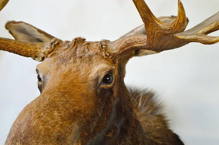 Vintage Moose Head Mount Trophy at 1stdibs