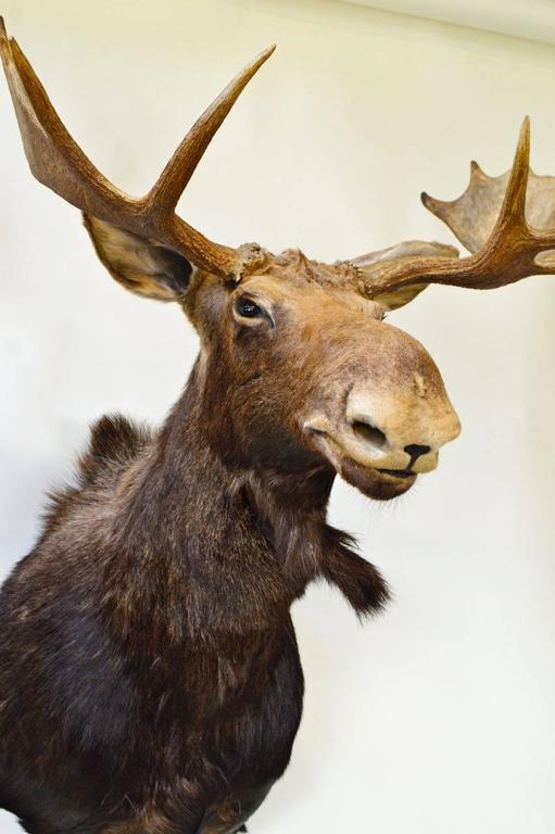 Vintage Moose Head Mount Trophy at 1stdibs