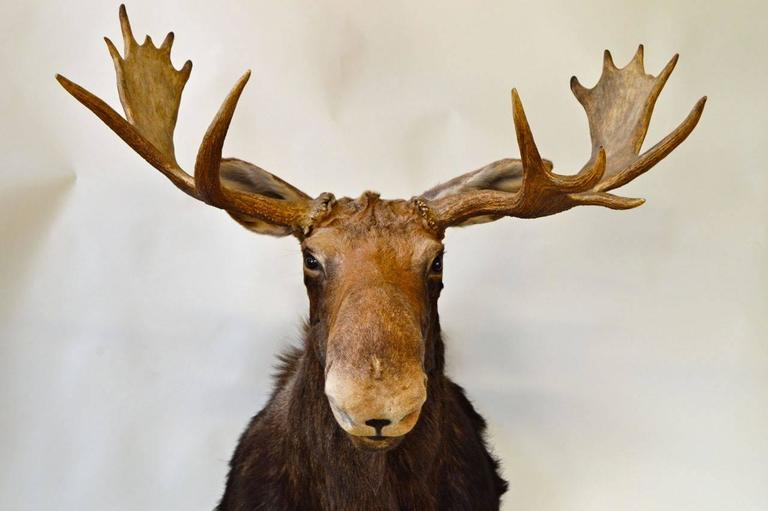 Vintage Moose Head Mount Trophy at 1stdibs
