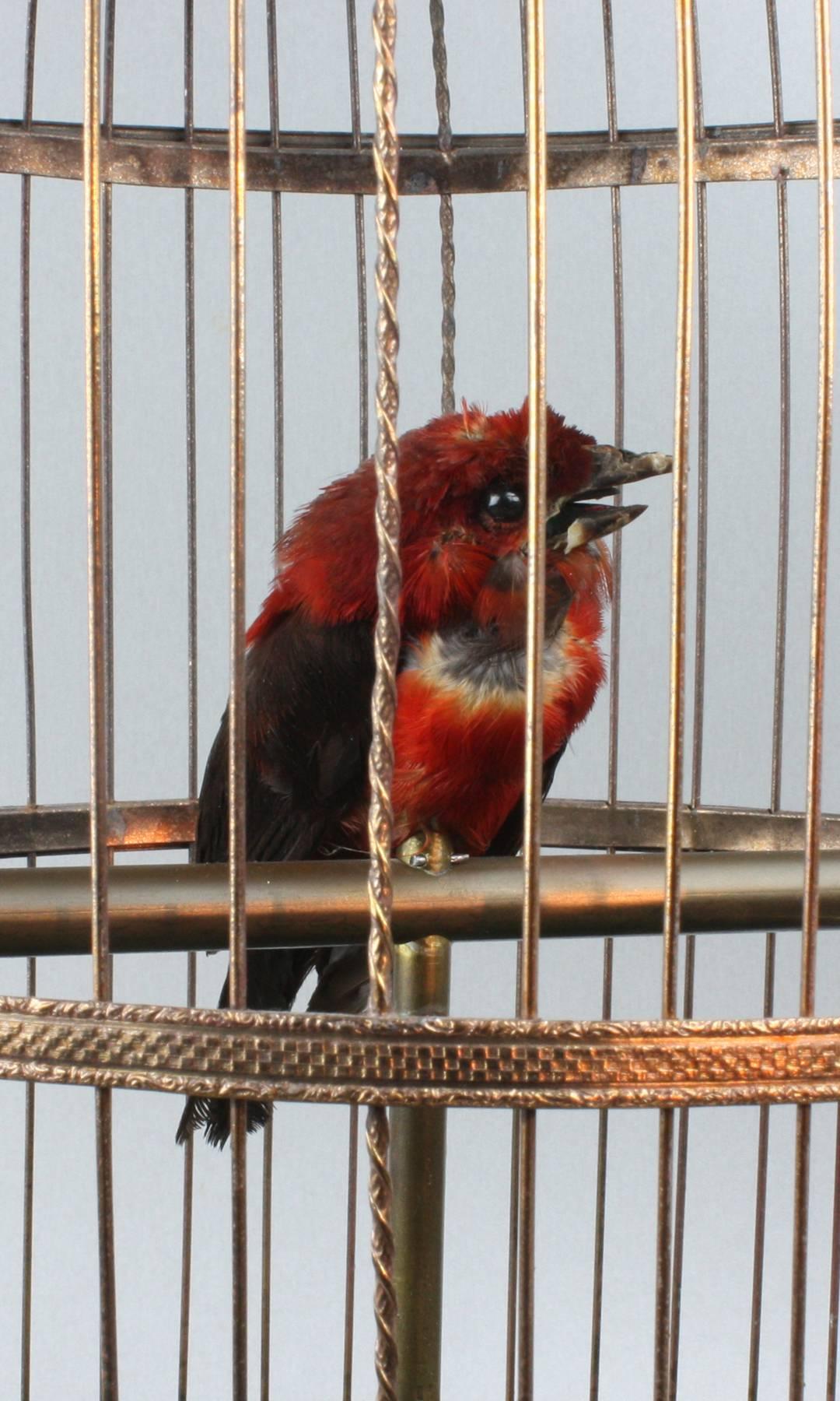 bird cage antique